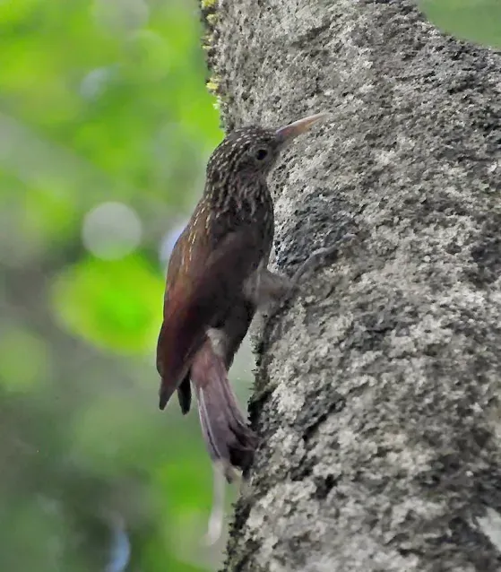 File:Xiphorhynchus elegans (cropped).jpg