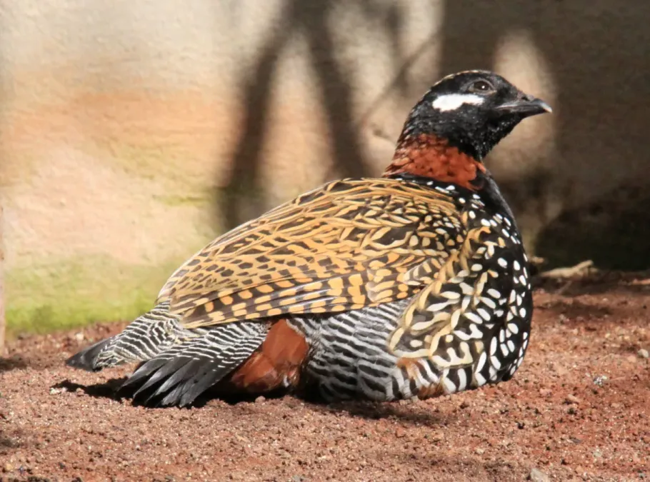 File:Francolinus francolinus 1.jpg