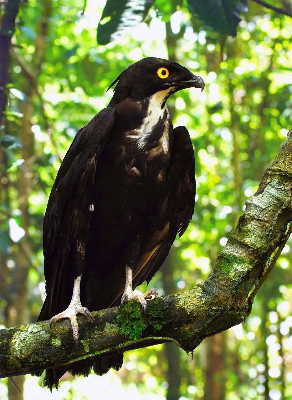 File:Macheiramphus alcinus-color corrected.jpg