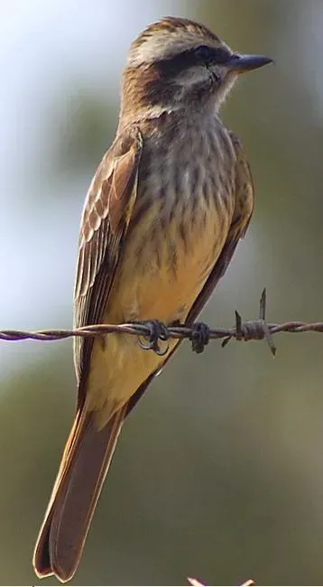 File:Empidonomus varius 2.jpg