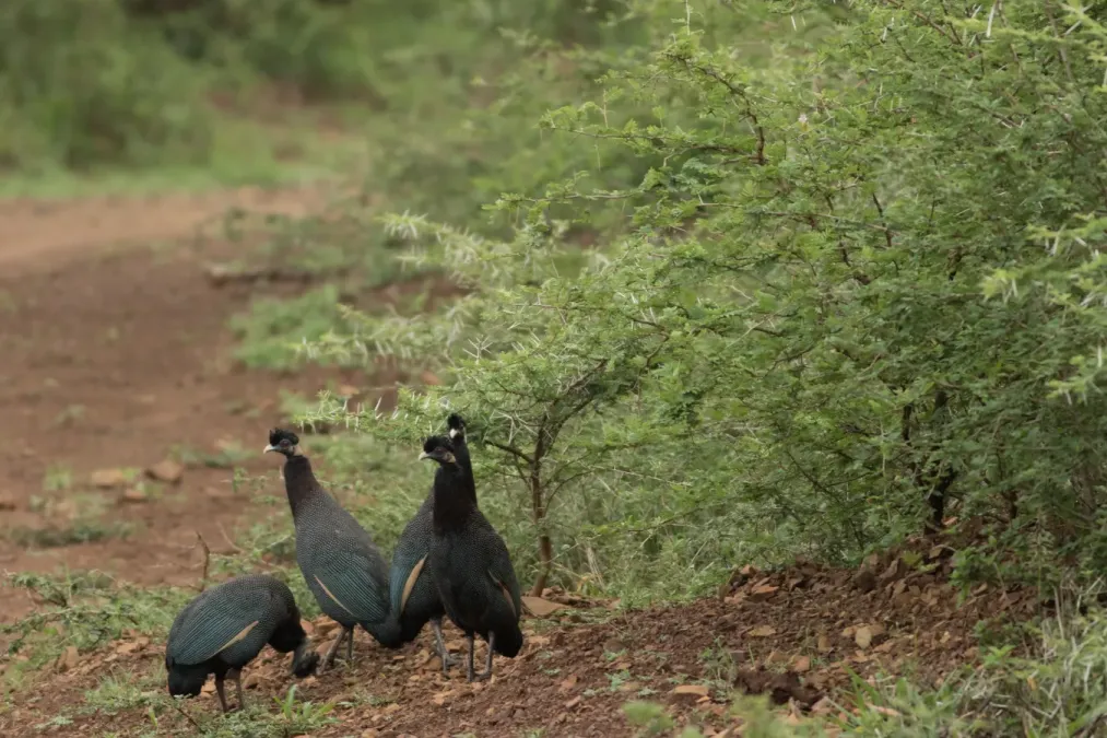 File:Guttera pucherani - Somkhanda Game Reserve, South Africa.jpg