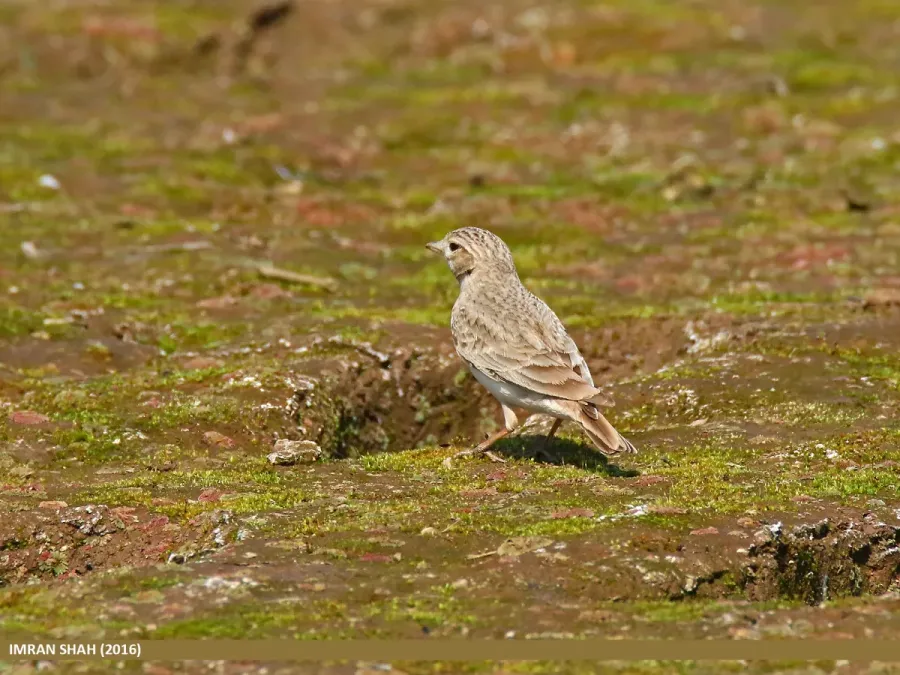 File:Sand Lark (Alaudala raytal) (25275618012).jpg