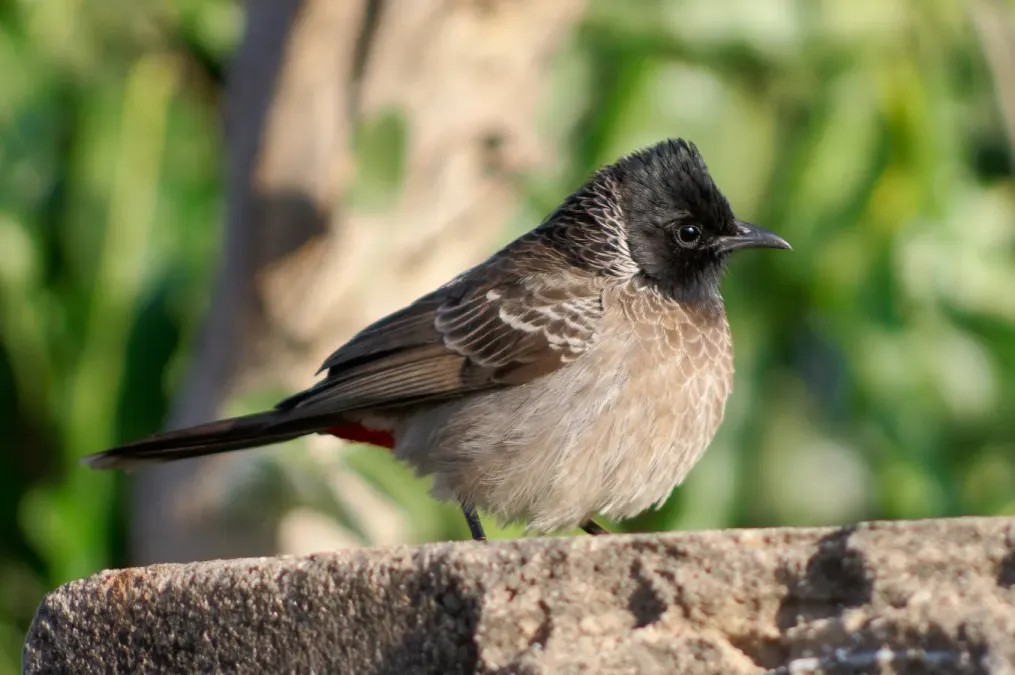 File:20191216 Pycnonotus cafer humayuni Puszkar 1613 8962.jpg
