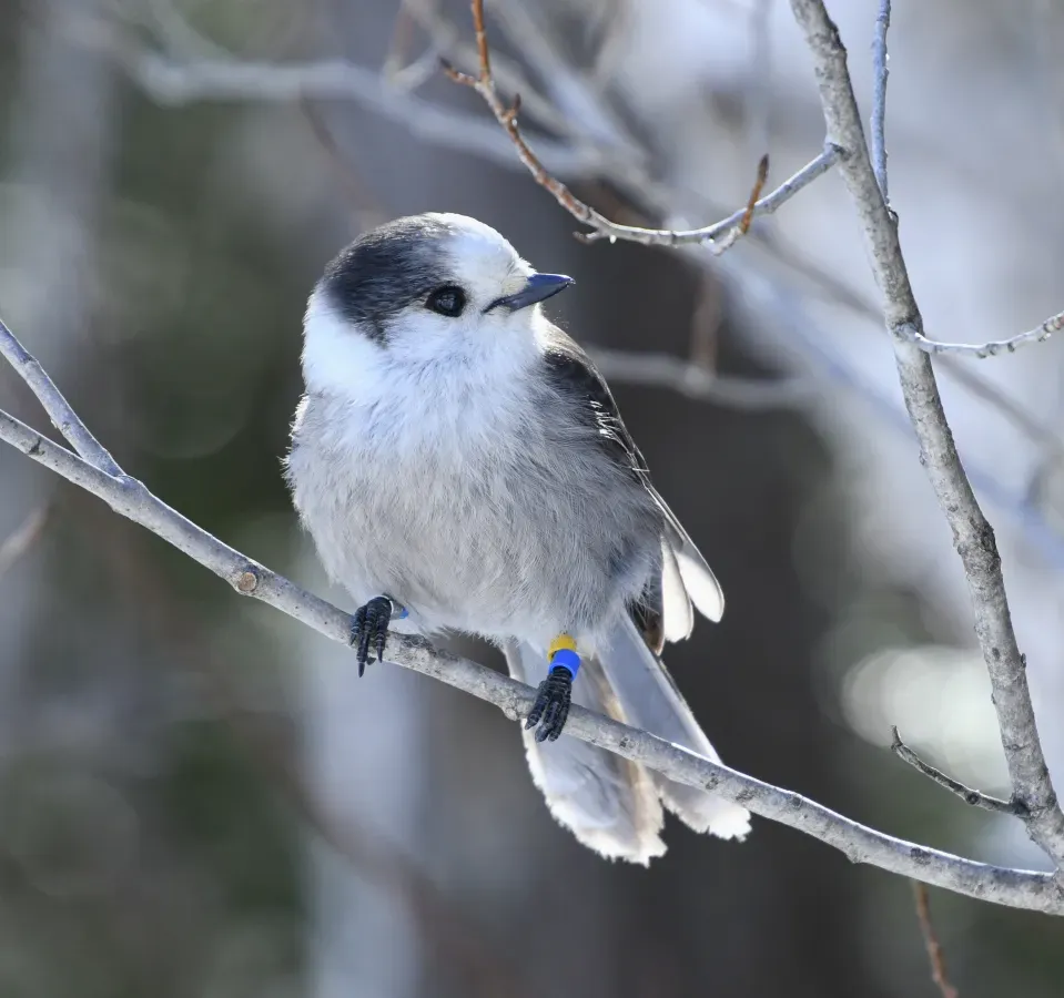 File:Perisoreus canadensis Lake Opeongo7.jpg