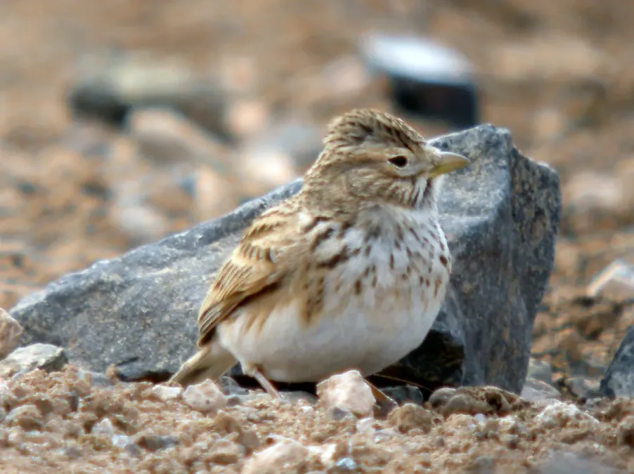 File:Lesser Short-toed Lark Alaudala rufescens polatzeki, Fuerteventura.jpg