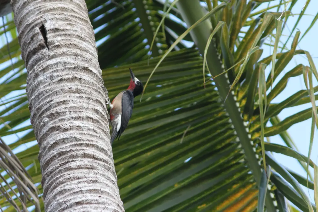 File:Melanerpes portoricensis Puerto Rican Woodpecker.jpg