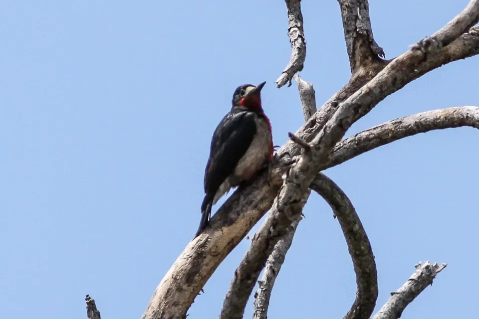 File:Puerto Rican Woodpecker (Melanerpes portoricensis) 2.jpg