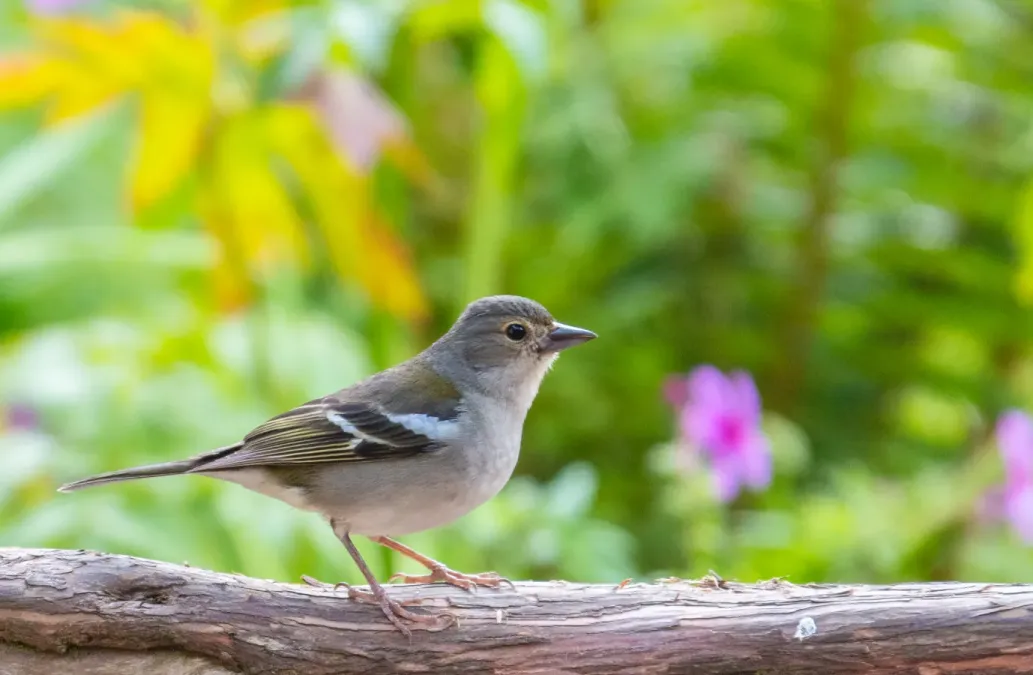 File:Pinzón vulgar (Fringilla coelebs maderensis), Madeira, Portugal, 2019-05-28, DD 33.jpg