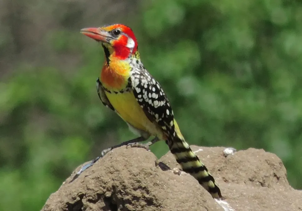 File:Trachyphonus erythrocephalus 46238368.jpg
