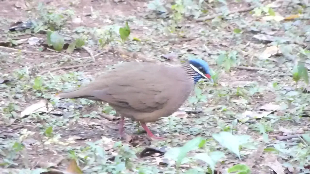 File:Blue-headed Quail Dove. Starnoenas cyanocephala (25735316691).jpg