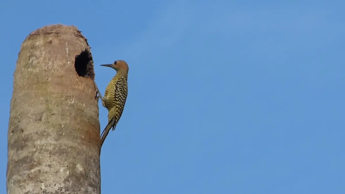 File:Fernandina's Flicker. Colaptes fernandinae Endemic (25250340633).jpg