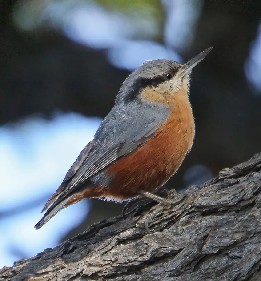 File:Kashmir Nuthatch (Sitta cashmirensis) (47088107744) (cropped).jpg