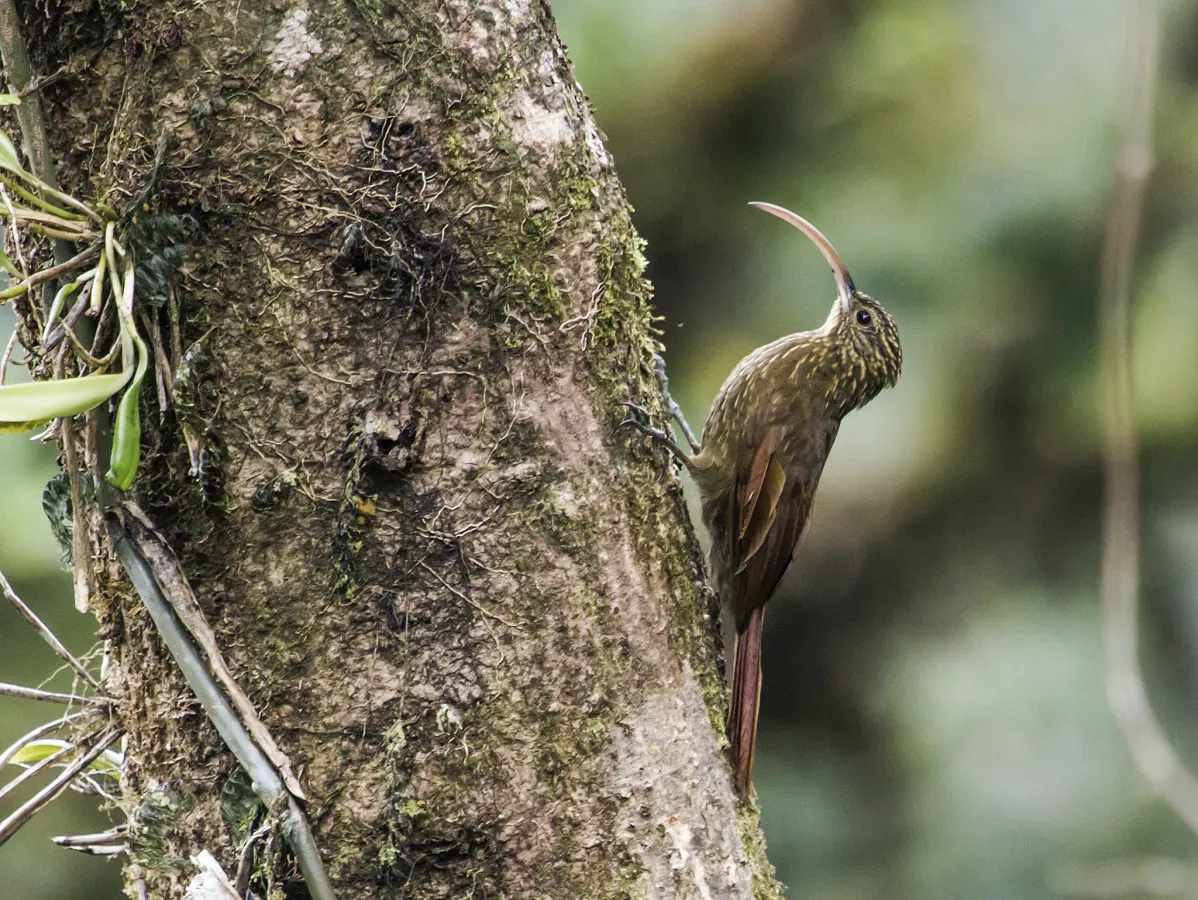 File:Campylorhamphus pusillus - Brown-billed Scythebill 1.jpg