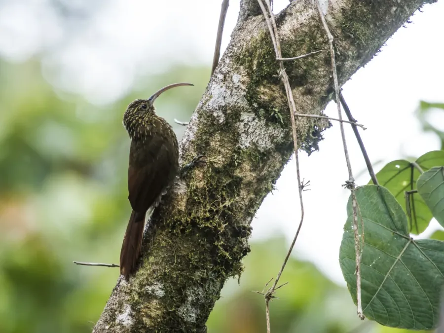 File:Campylorhamphus pusillus - Brown-billed Scythebill 2.jpg