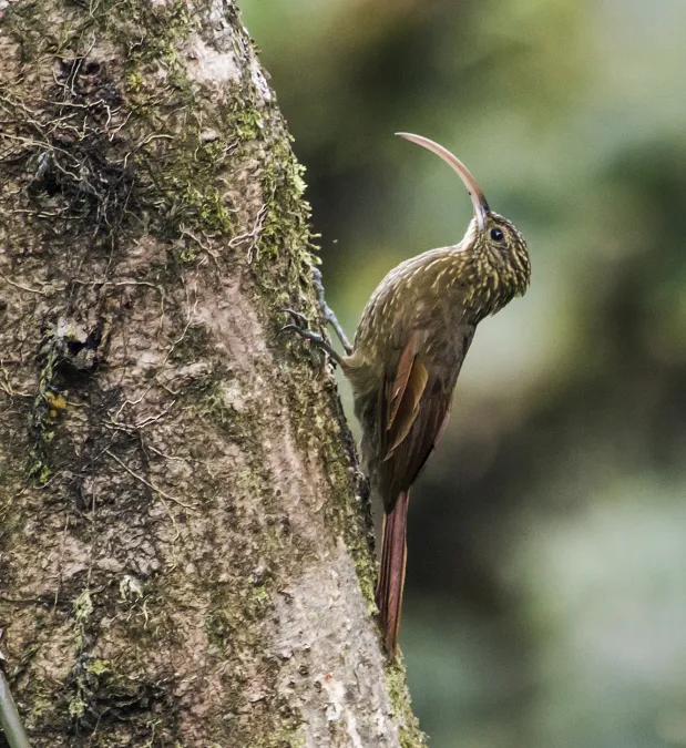 File:Campylorhamphus pusillus - Brown-billed Scythebill 1 (cropped).jpg