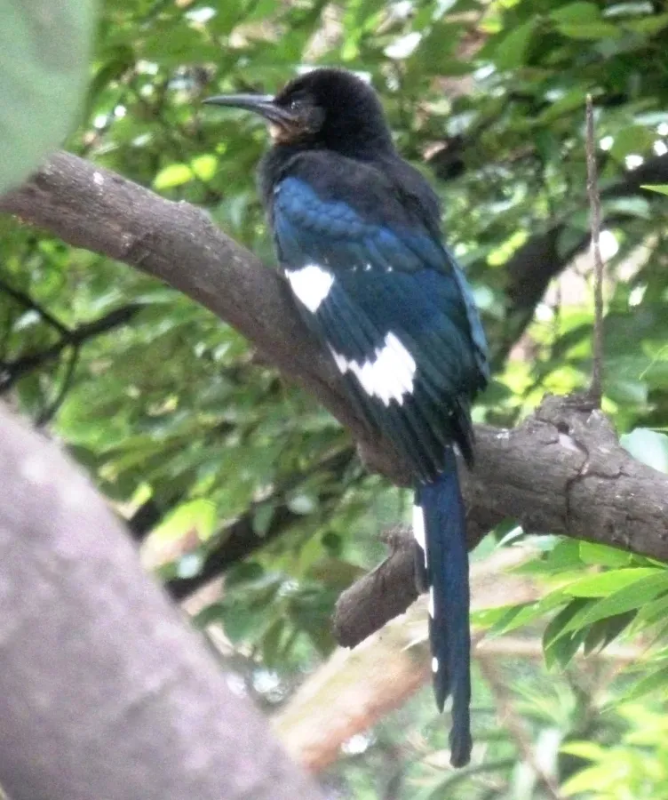 File:Phoeniculus purpureus angolensis, juveniel, Pretoria, a.jpg
