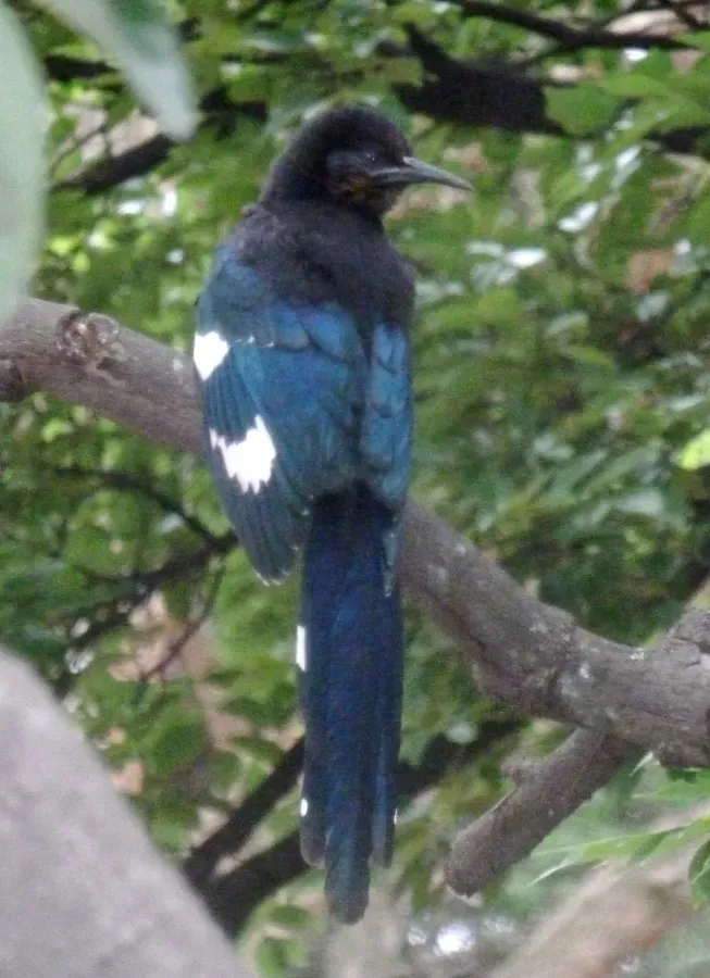 File:Phoeniculus purpureus angolensis, juveniel, Pretoria, b.jpg