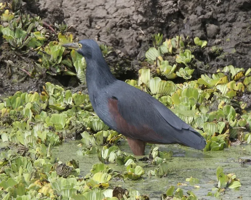 File:Ardeola rufiventris 1.jpg