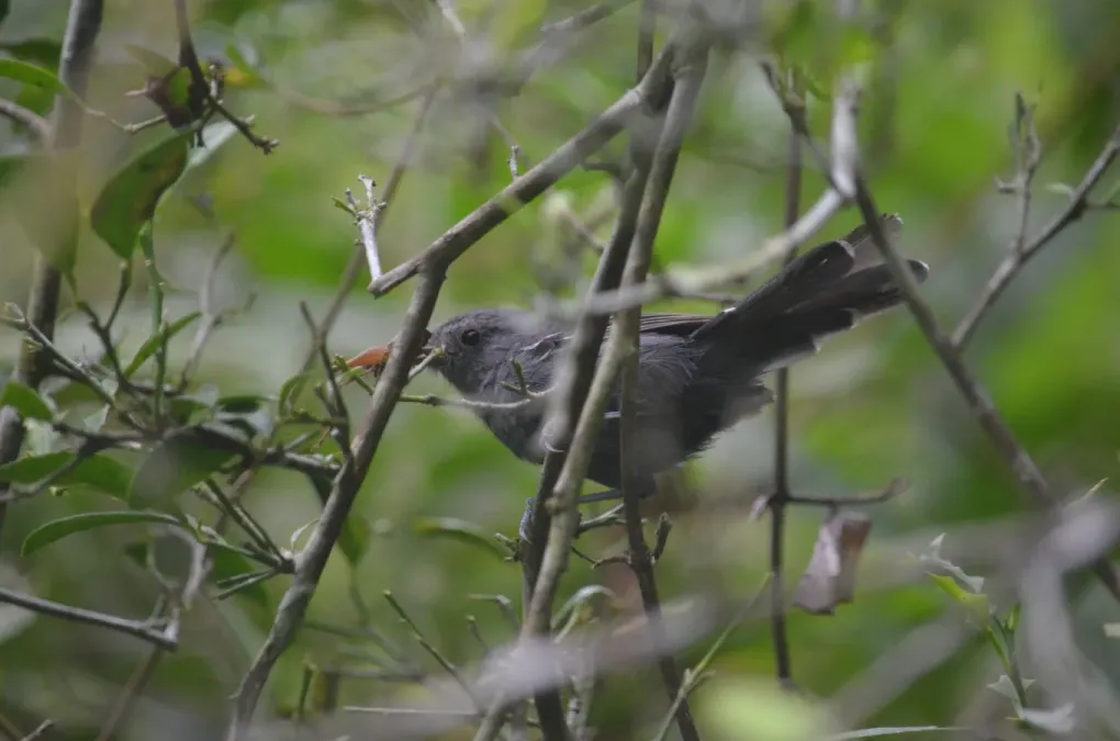 File:Cercomacra brasiliana.jpg