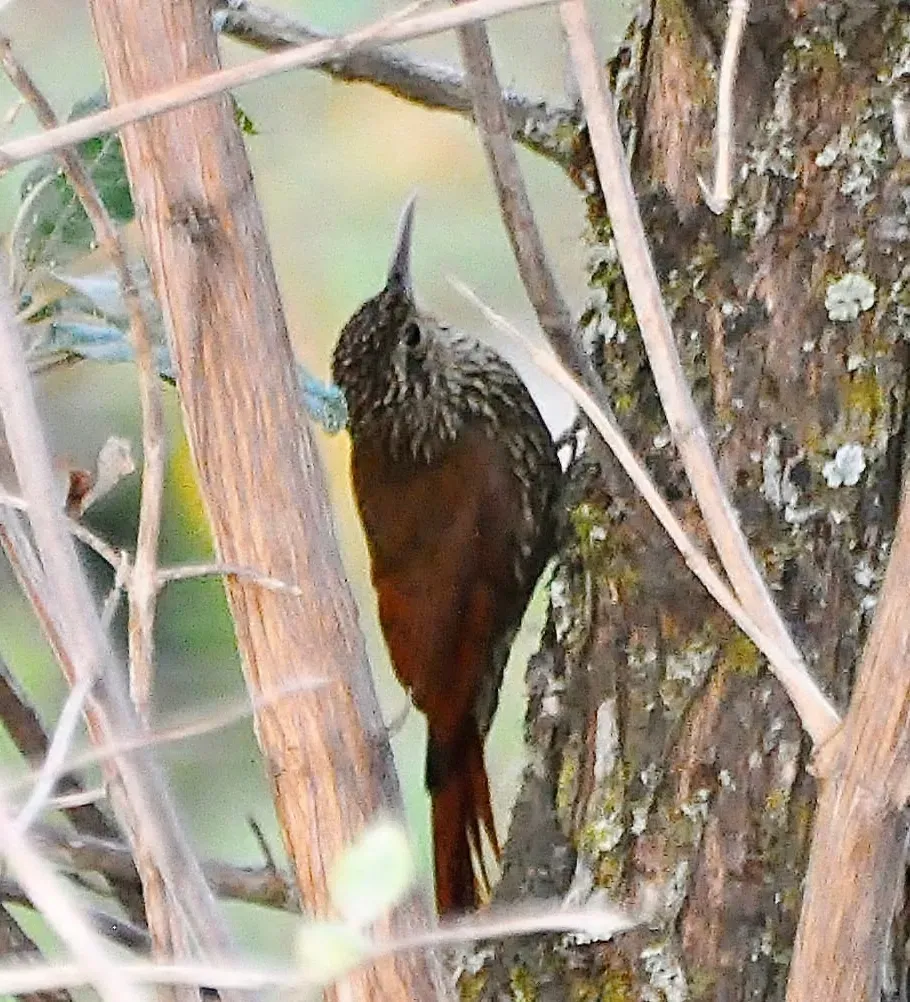File:Lepidocolaptes affinis neglectus (cropped).jpg