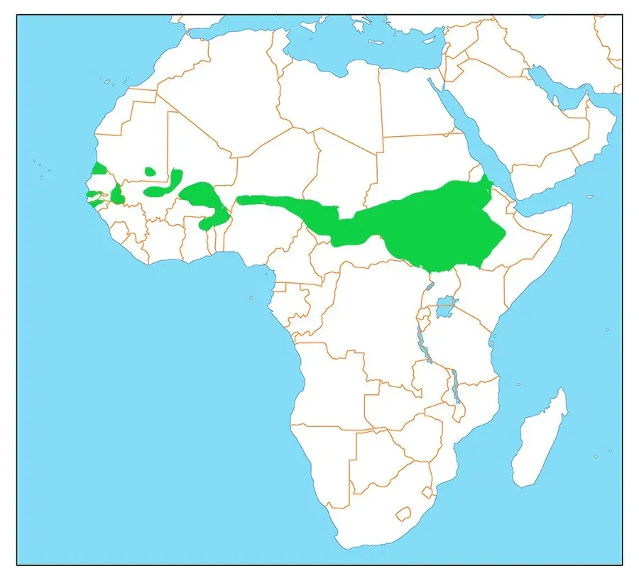 File:Balearica pavonina dist.jpg