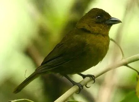 File:Chlorothraupis carmioli.jpg