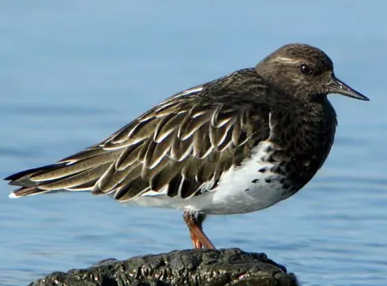File:Arenaria melanocephala 1.jpg