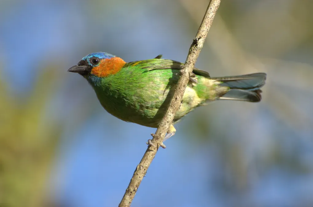 File:Tangara cyanocephala Itamanbuca Eco Resort.jpg