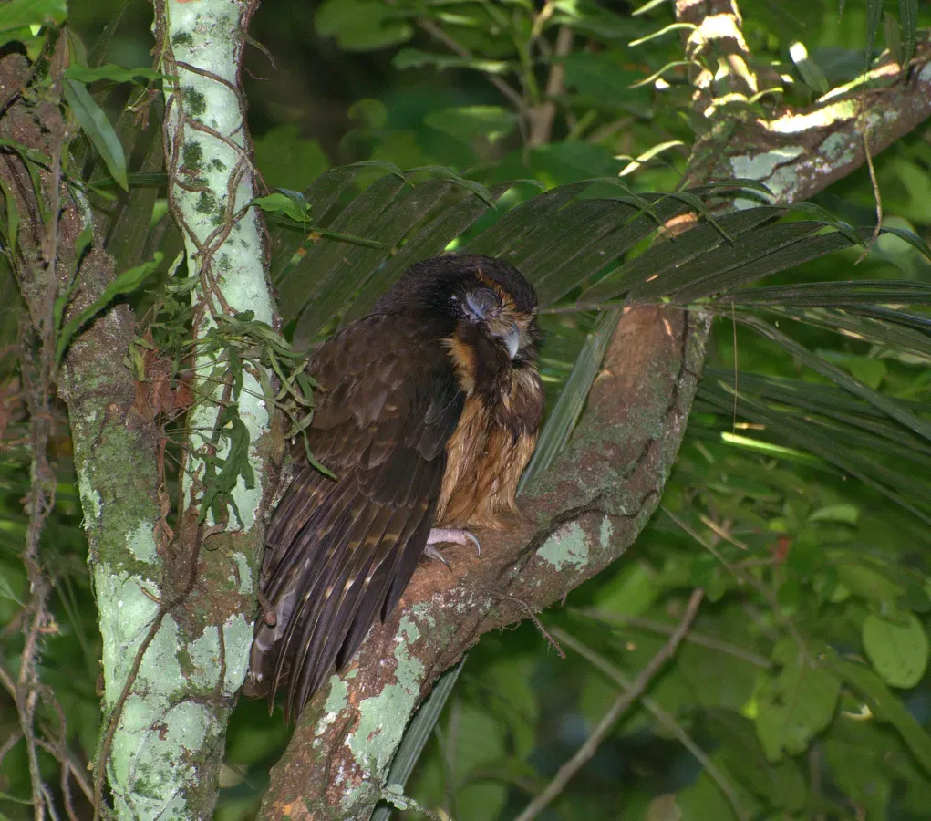 File:Pulsatrix koeniswaldiana Serra da Cantareira.jpg