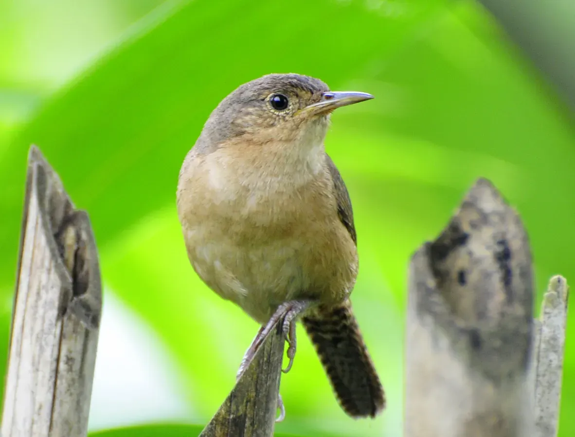 File:Troglodytes musculus Registro.jpg