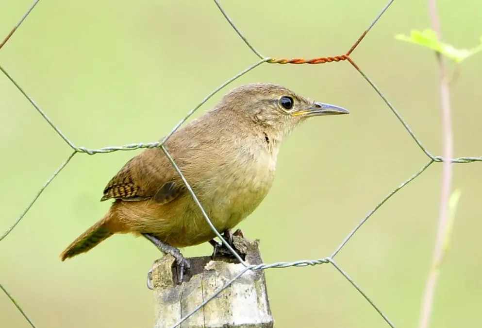 File:Troglodytes musculus Registro 2.jpg