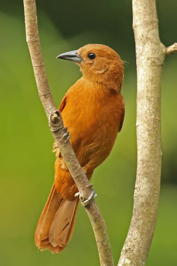 File:White-lined tanager (Tachyphonus rufus) female.jpg
