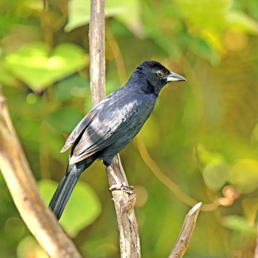 File:White-lined tanager (Tachyphonus rufus) male.jpg
