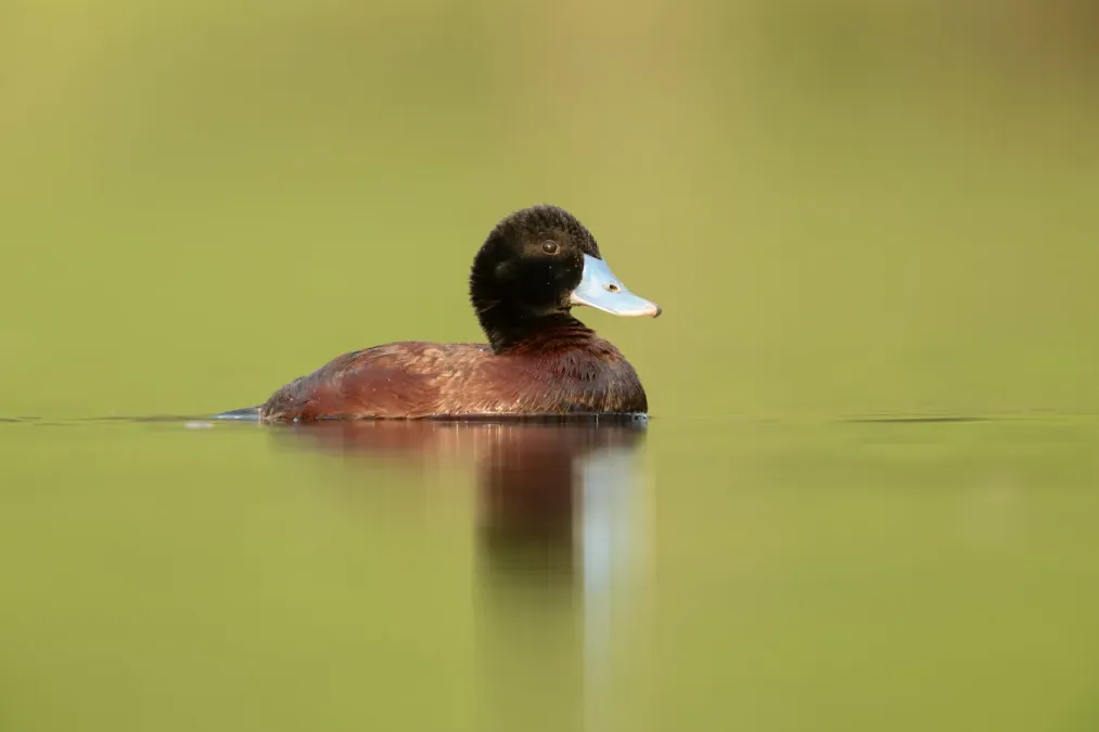 File:Oxyura australis male 2 - Penrith.jpg