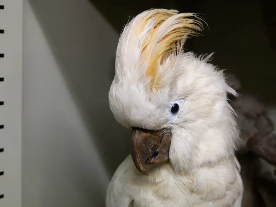 File:Cacatua moluccensis Zootheque MNHN.jpg