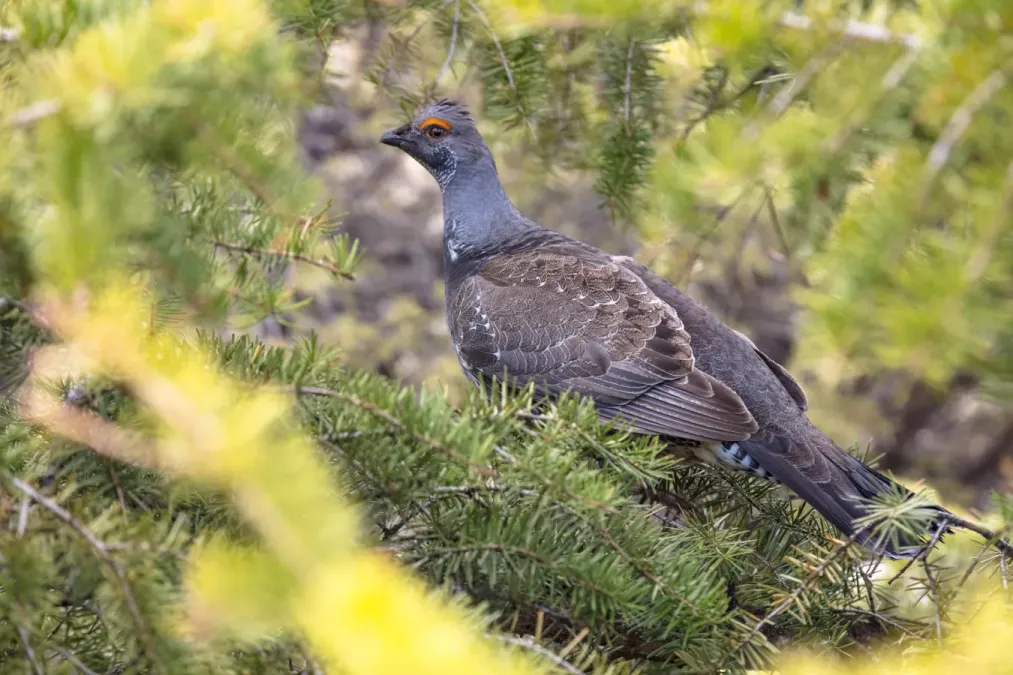 File:Dusky Grouse (Dendragapus obscurus) perched in a tree (43427355322).jpg