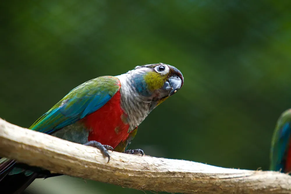 File:Pyrrhura perlata -captive-8a.jpg