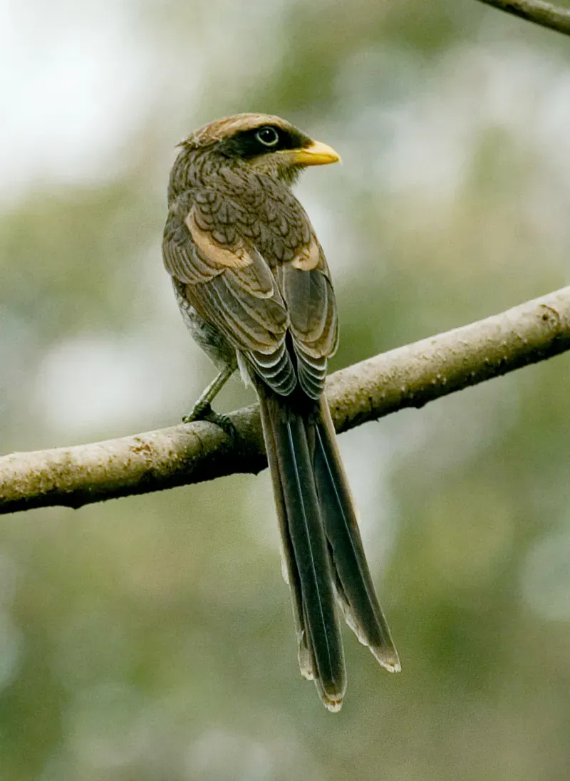 File:Flickr - tj.haslam - Yellow-billed Shrike (Corvinella corvina).jpg