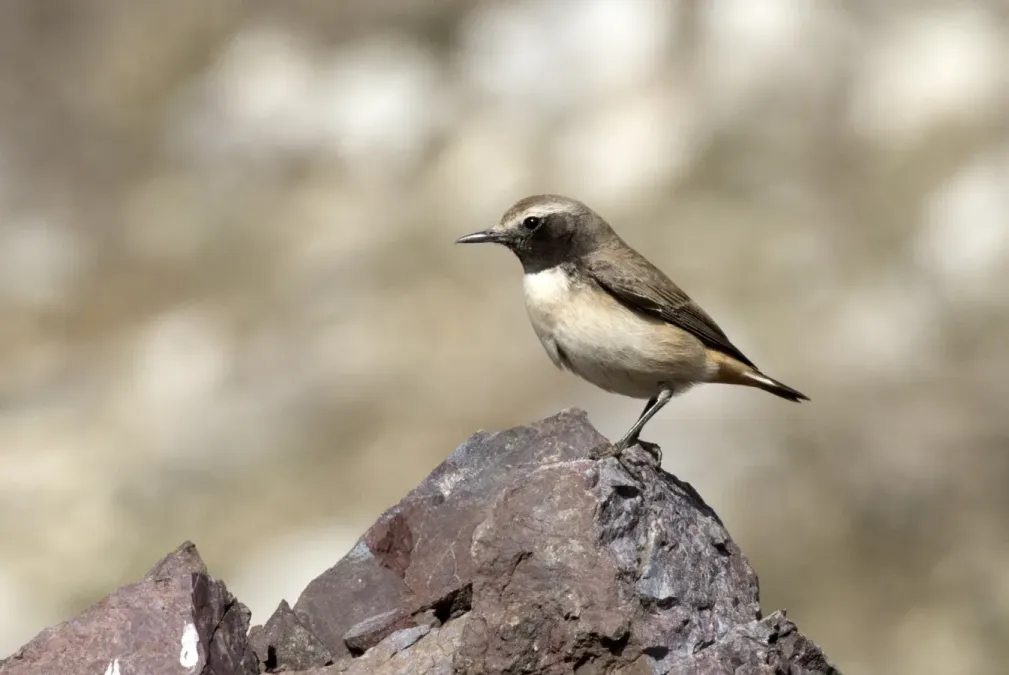 File:Oenanthe xanthoprymna - Kurdish Wheatear, Osmaniye, Turkey 02.jpg