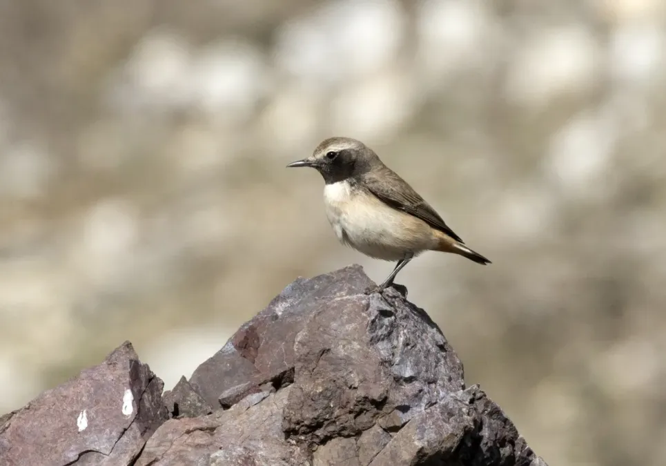 File:Oenanthe xanthoprymna - Kurdish Wheatear, Osmaniye, Turkey 03.jpg