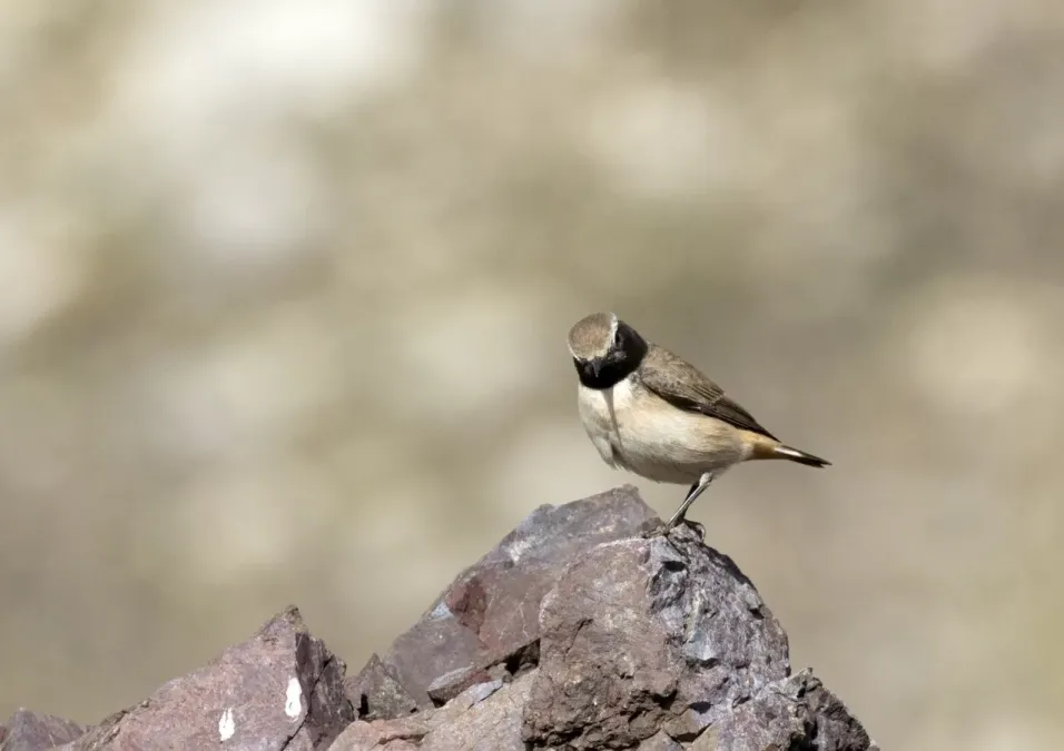 File:Oenanthe xanthoprymna - Kurdish Wheatear, Osmaniye, Turkey 04.jpg