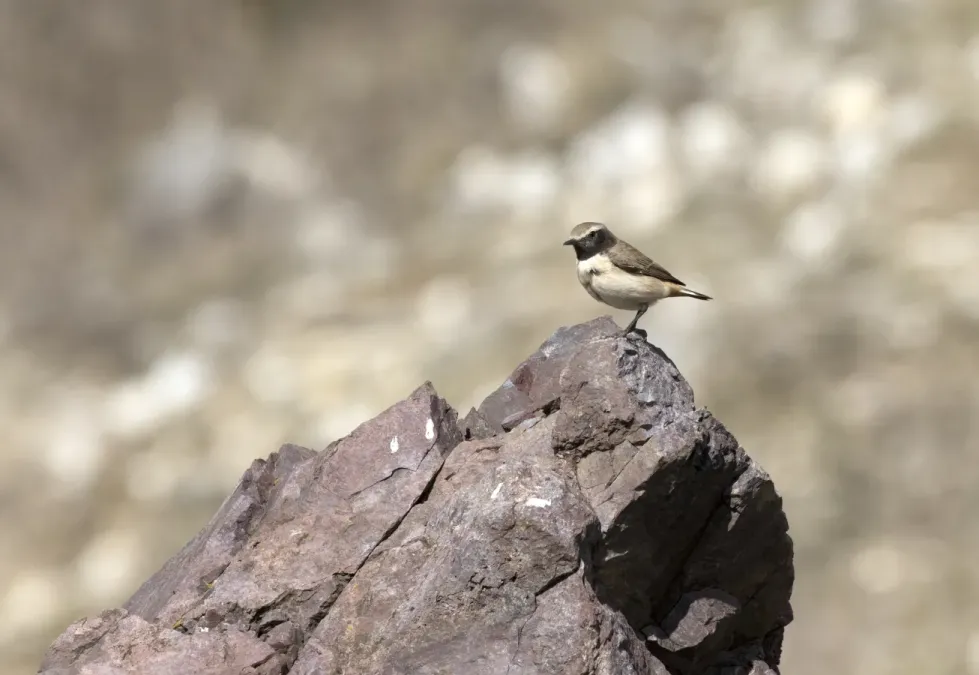 File:Oenanthe xanthoprymna - Kurdish Wheatear, Osmaniye, Turkey 05.jpg