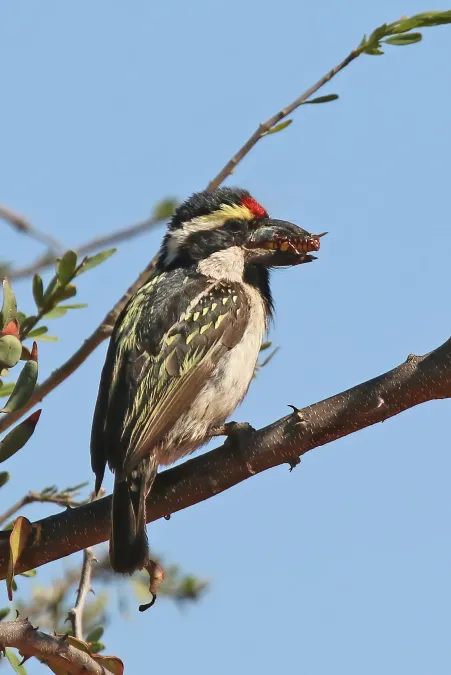 File:Acacia pied barbet (Tricholaema leucomelas centralis).jpg