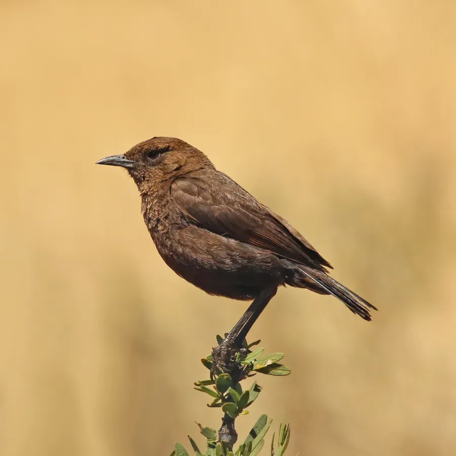 File:Ant-eating chat (Myrmecocichla formicivora) female.jpg