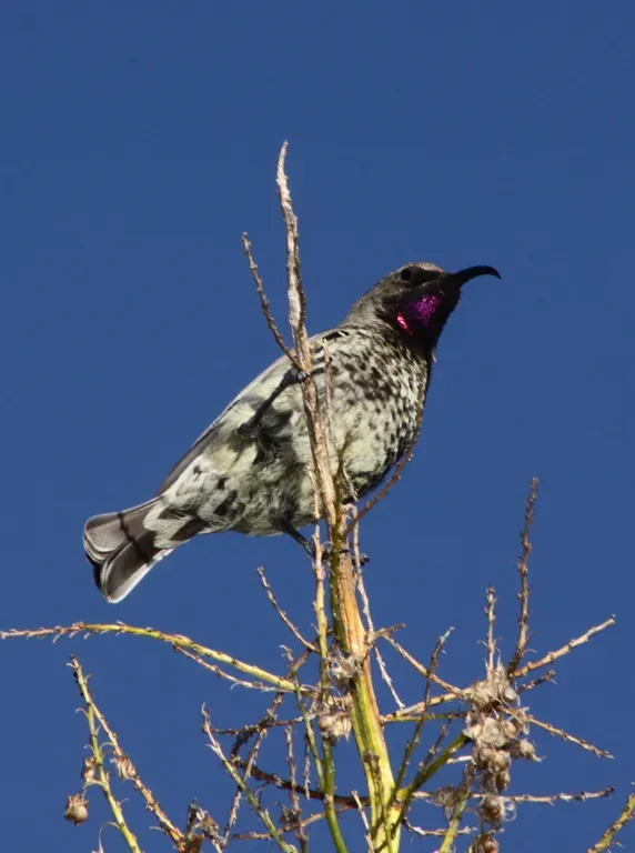 File:Chalcomitra amethystina 1.jpg
