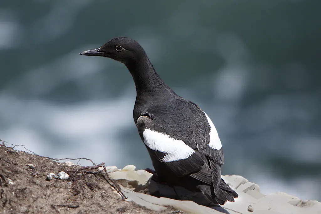 File:Pigeon Guillemot (Cepphus columba) in Monterey Bay.jpg