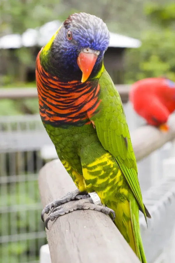 File:Trichoglossus haematodus -Jurong Bird Park-8a.jpg