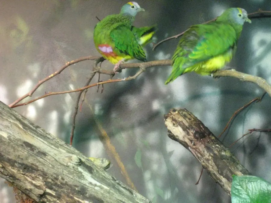 File:Ptilinopus coronulatus -Central Park Zoo -two-6a.jpg