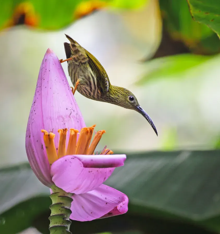 File:Streaked spiderhunter(Arachnothera magna).jpg