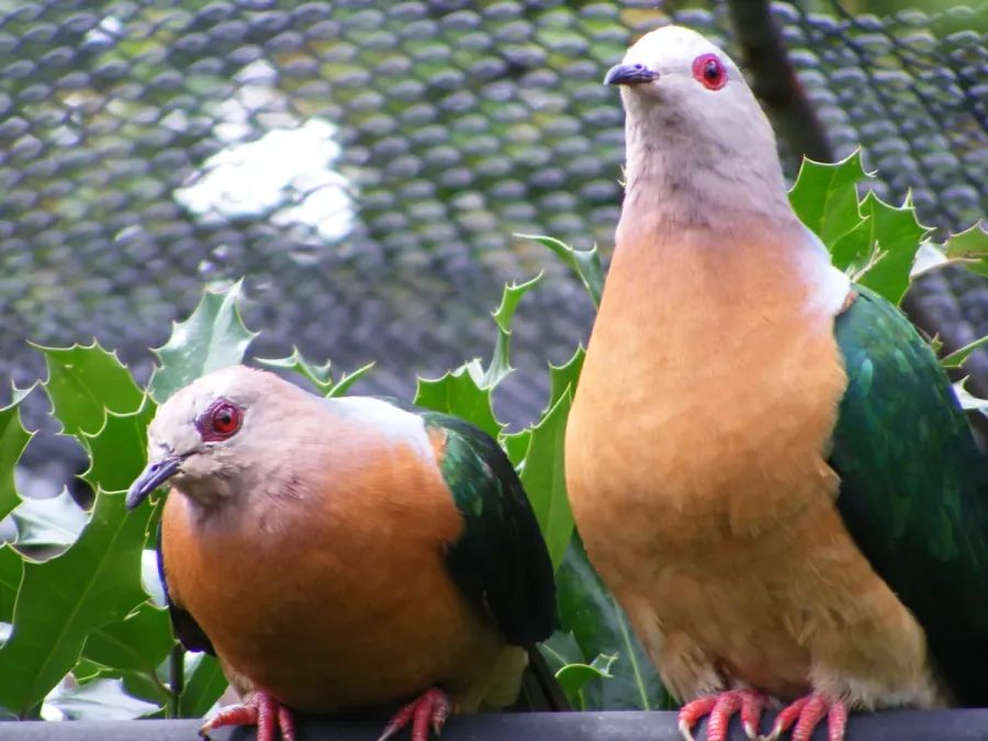File:Ducula rufigaster -London Zoo -two-8a.jpg